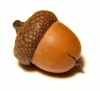 acorn with an oak tree inside of it