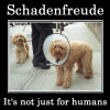 Schadenfreude: it's not just for humans