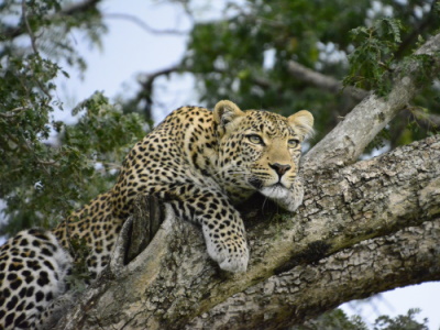 Leopard in Kenya