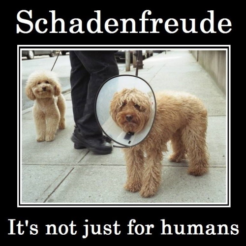Schadenfreude: it's not just for humans